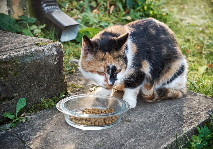猫吃外面