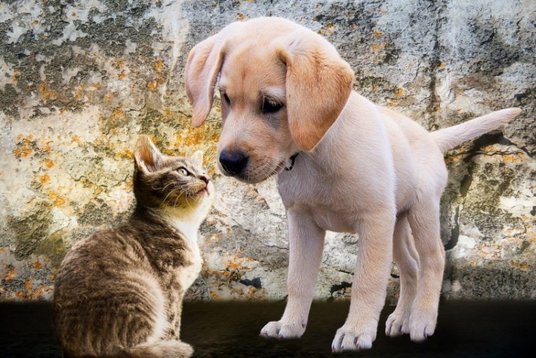 狗和小猫闻对方