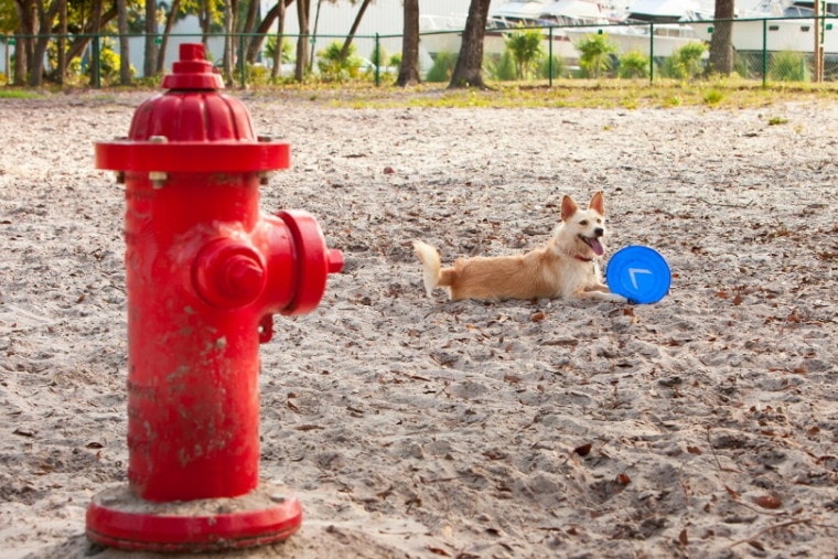 狗靠近消防栓