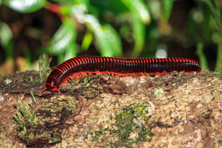 马达加斯加火巨千足虫