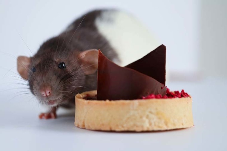 吃巧克力的小鼠