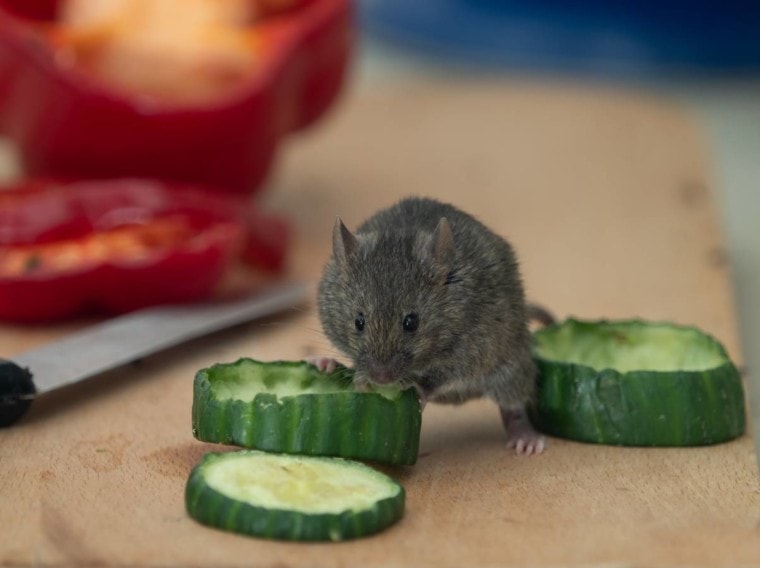 小鼠吃cucumber_roger wissman_shutterstock