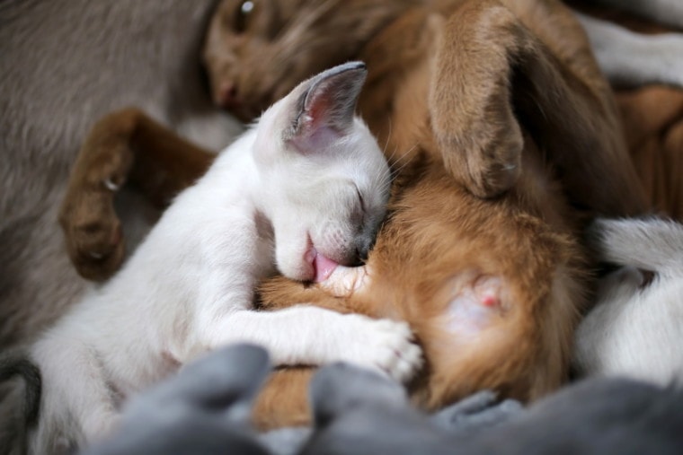母猫护理她的小猫