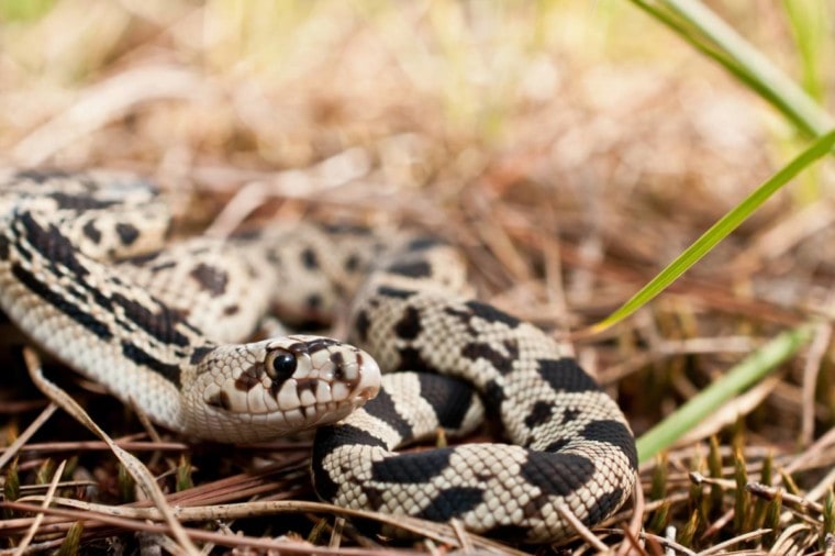 北方松树蛇关闭jay Ondreicka_Shutterstock