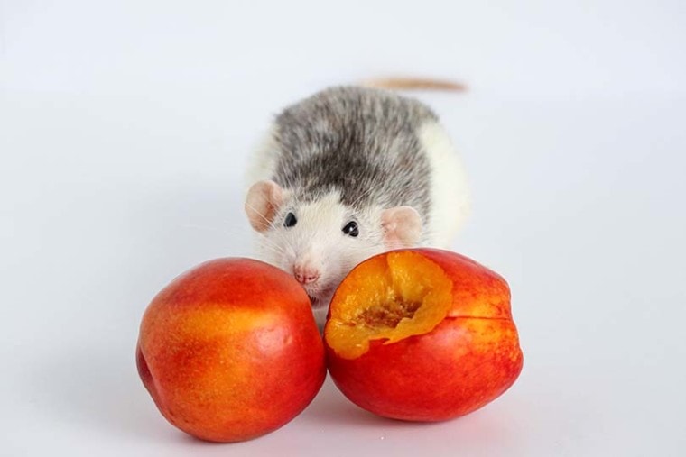 老鼠吃桃子