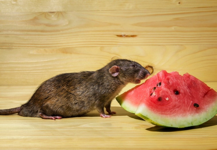 老鼠吃一个带有种子的西瓜