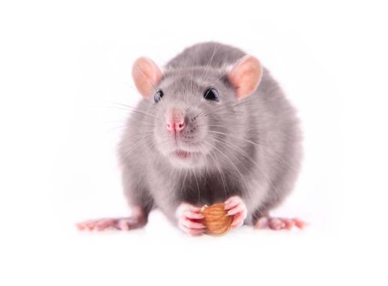 老鼠拿着almods_USBFCO_Shutterstock