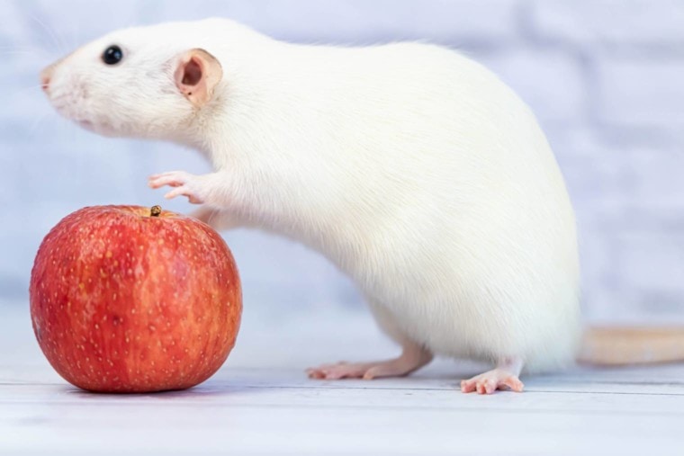 老鼠吃苹果