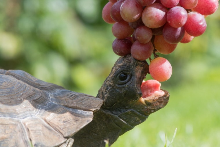 乌龟吃葡萄