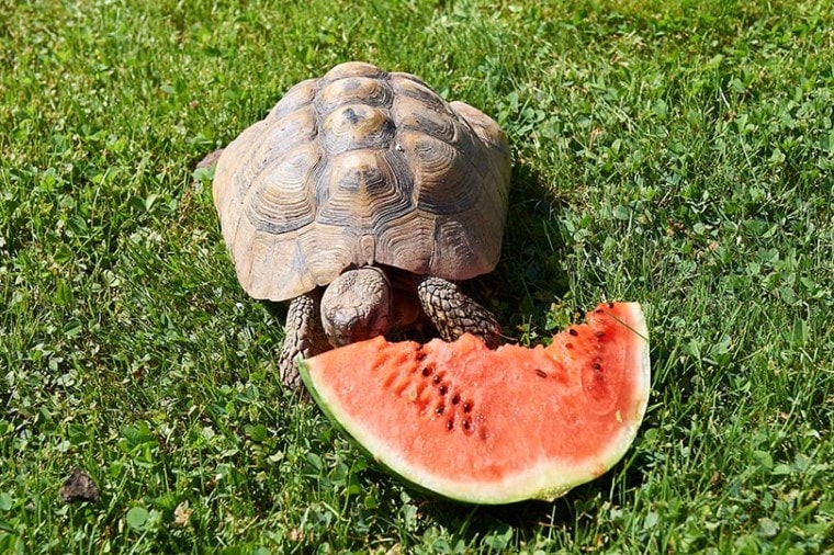 乌龟吃西瓜