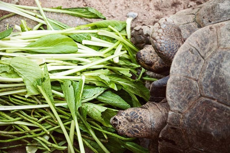 乌龟吃菠菜