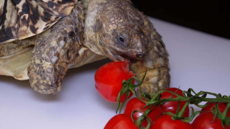 乌龟吃西红柿