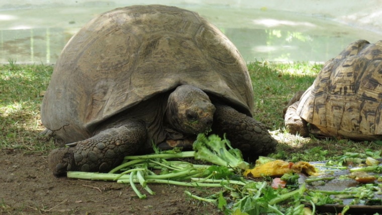 乌龟吃西兰花