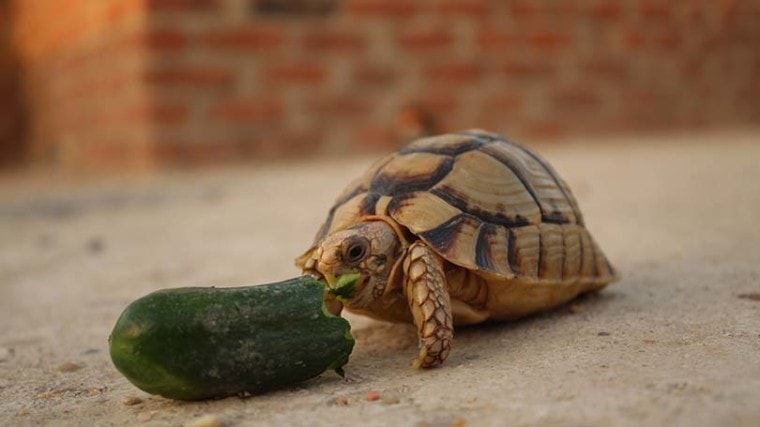 乌龟吃黄瓜
