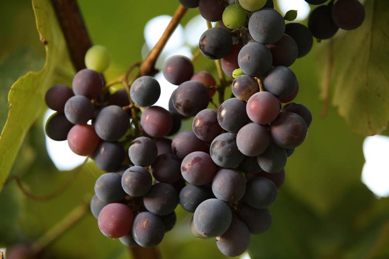 树上的葡萄