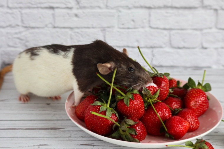 老鼠吃草莓