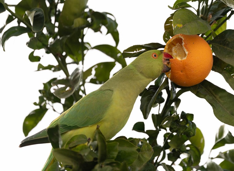 环颈长尾鹦鹉吃橙
