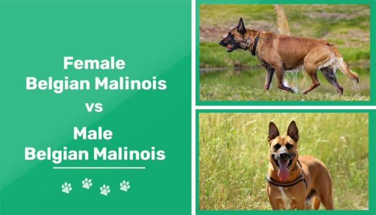 雌性vs雄性比利时玛利诺犬
