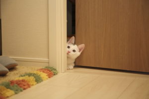 猫穿过门