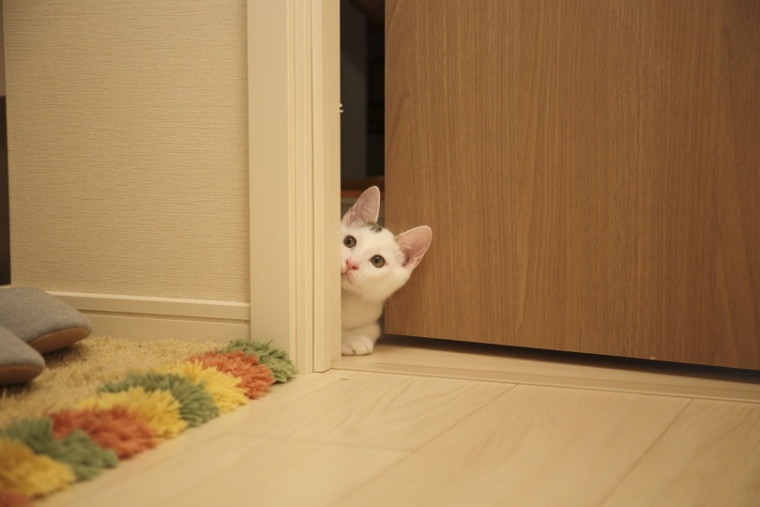 猫可以窥视门