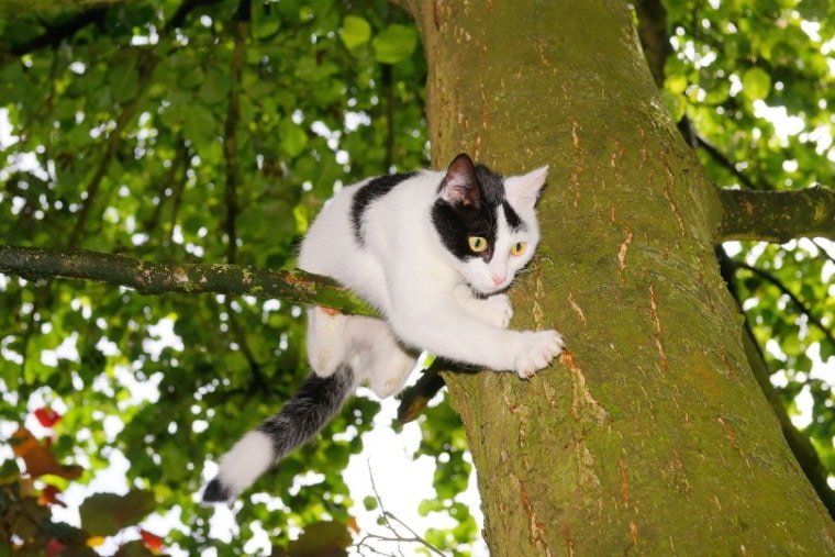 猫被困在树枝上
