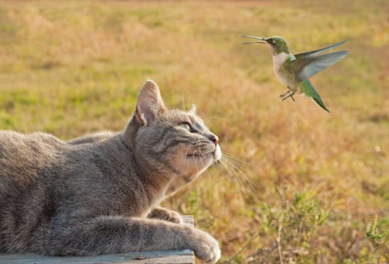 猫看着蜂鸟飞