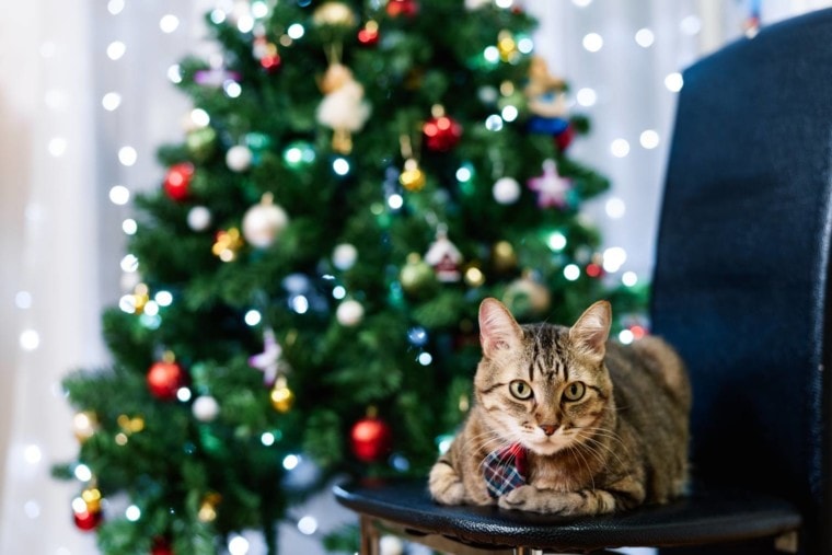 带有圣诞树的猫