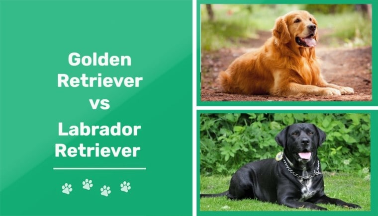 金毛猎犬与拉布拉多猎犬 - 功能
