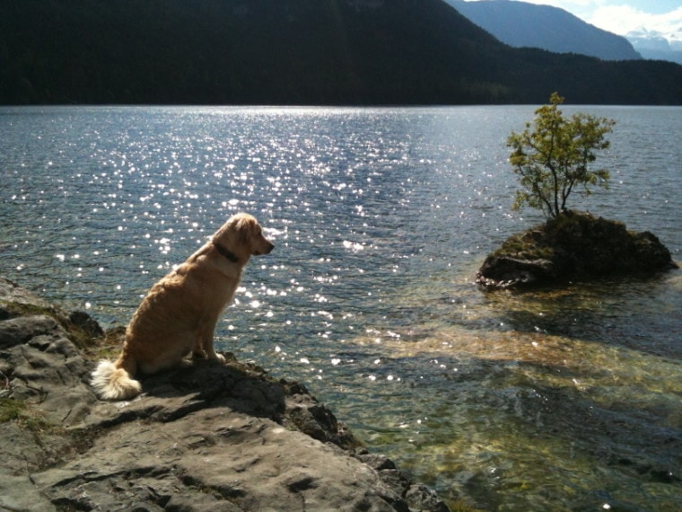 金毛猎犬坐在岩石上