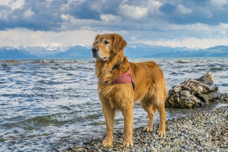站立在海滩的金毛猎犬