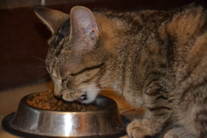 灰色的猫在吃猫粮