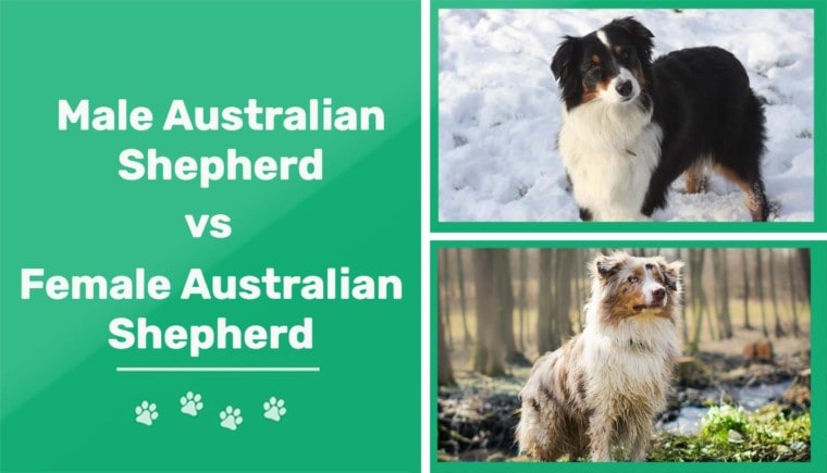 男性与澳大利亚女性牧羊犬特色图像
