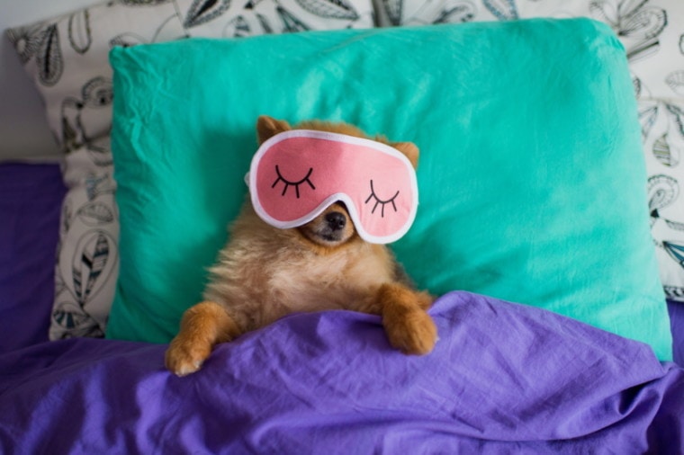 戴眼罩睡觉的博美犬