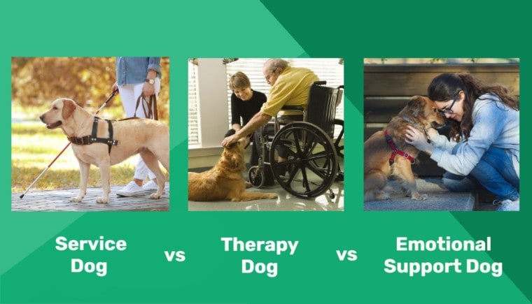 服务犬vs治疗犬vs情感支持犬