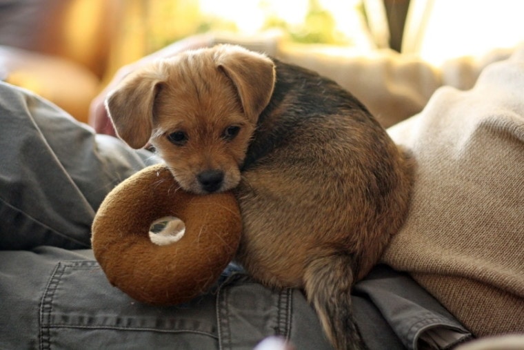带玩具甜甜圈的梗犬