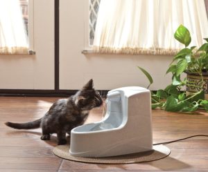 小猫在PetSafe Drinkwell迷你宠物喷泉上喝水