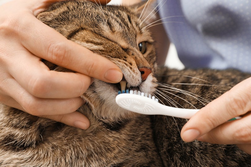 猫刷牙