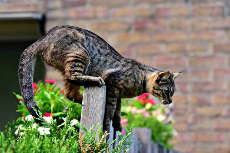 猫跳过花园栅栏