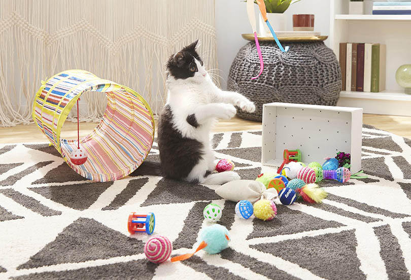 猫玩猫的玩具