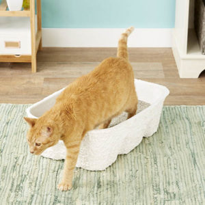 猫走出可支配猫砂盒大自然的奇迹