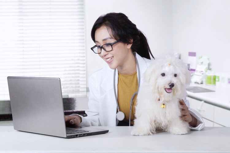 女兽医和白狗在电脑前