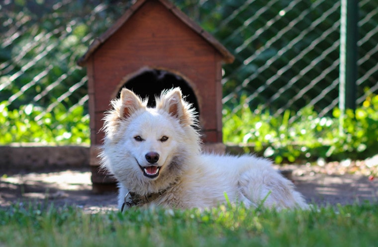 毛绒绒的狗在狗屋前的草地上休息