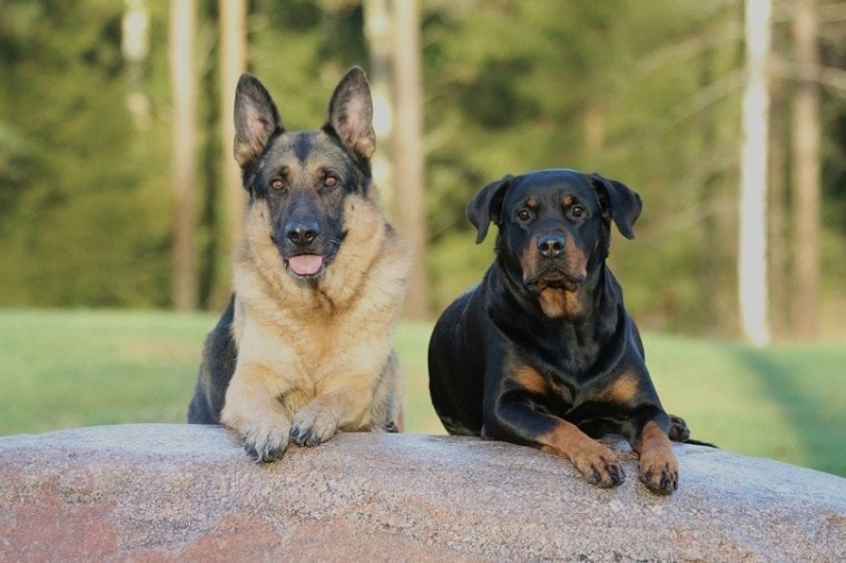 德国牧羊犬和罗威纳犬