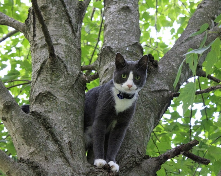 灰色猫爬树树