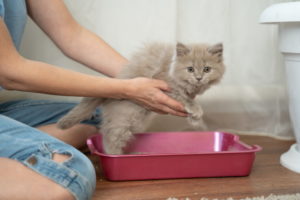 小猫在猫砂盒里