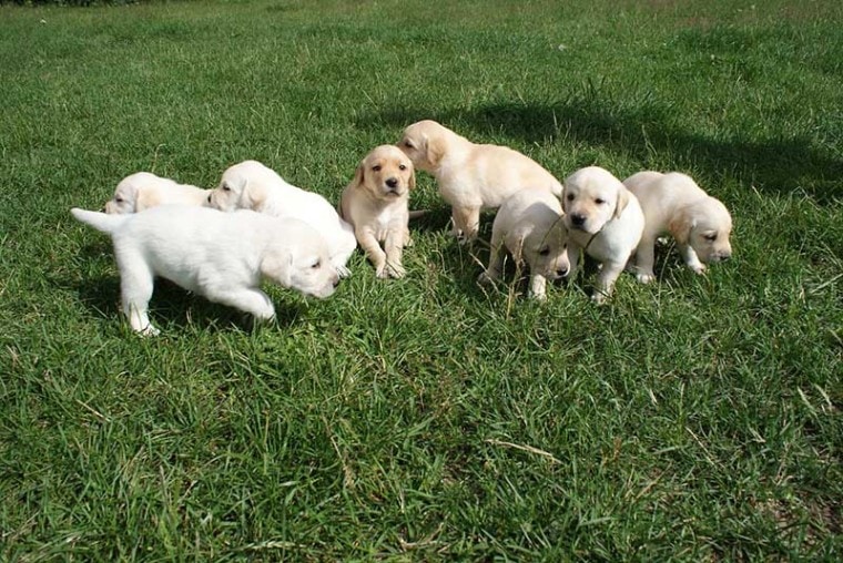拉布拉多幼犬在草地上玩