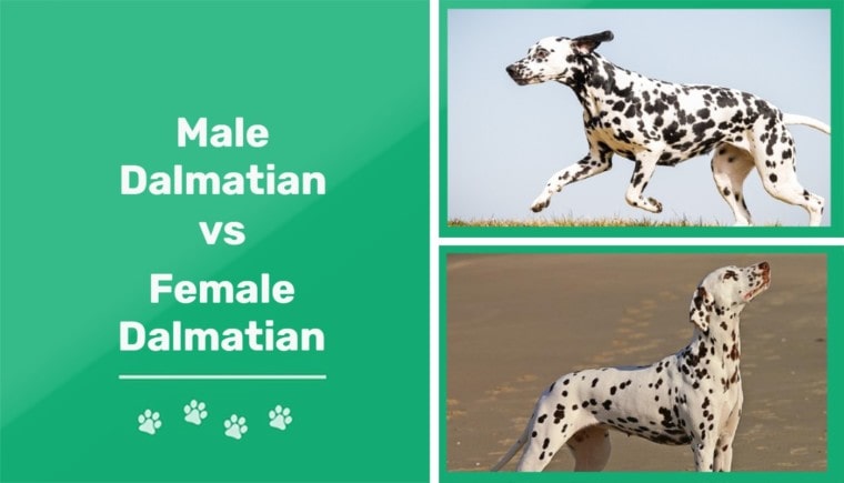 雄性斑点狗vs雌性斑点狗