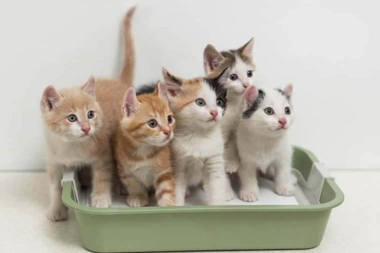 猫砂盒里有多只小猫