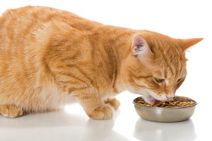 橙色的猫在吃干粮