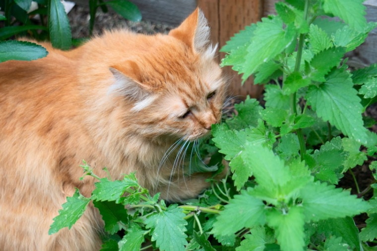 Tabby猫在花园里品尝猫薄荷